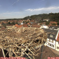 12_50-nest.jpg