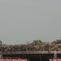 14_20-mast.jpg
