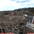 14_25-nest.jpg