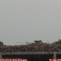 15_50-mast.jpg