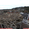 15_50-nest.jpg