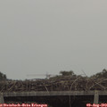 15_55-mast.jpg