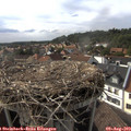 17_20-nest.jpg
