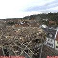 17_50-nest.jpg