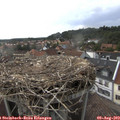 18_00-nest.jpg
