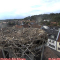 18_30-nest.jpg