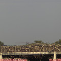 18_55-mast.jpg