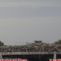 19_30-mast.jpg