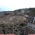 19_30-nest.jpg