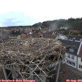 19_35-nest.jpg