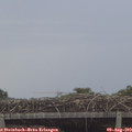 19_40-mast.jpg