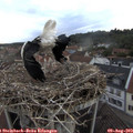 19_50-nest.jpg