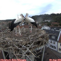 19_55-nest.jpg