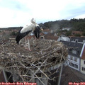 20_00-nest.jpg
