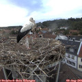 20_05-nest.jpg