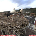 20_10-nest.jpg