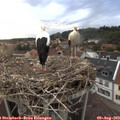 20_15-nest.jpg