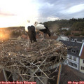 20_20-nest.jpg