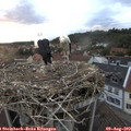 20_25-nest.jpg