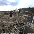 20_30-nest.jpg