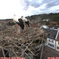 20_40-nest.jpg