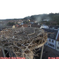 06_15-nest.jpg