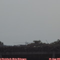 09_10-mast.jpg