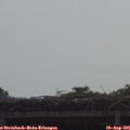 09_50-mast.jpg