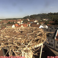 09_50-nest.jpg