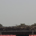 11_40-mast.jpg