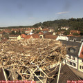 11_45-nest.jpg