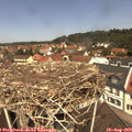 12_00-nest.jpg