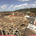 12_50-nest.jpg