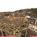 13_00-nest.jpg