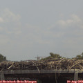 13_15-mast.jpg