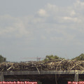 13_35-mast.jpg