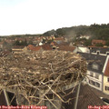 13_50-nest.jpg
