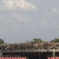 14_10-mast.jpg