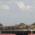 14_20-mast.jpg