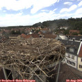 14_50-nest.jpg