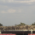 14_55-mast.jpg
