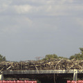 15_00-mast.jpg