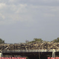 15_05-mast.jpg