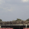 15_10-mast.jpg