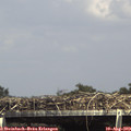 15_15-mast.jpg