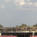 15_25-mast.jpg