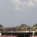 15_30-mast.jpg