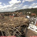 15_30-nest.jpg