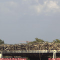 15_35-mast.jpg