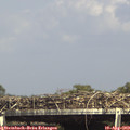 15_40-mast.jpg